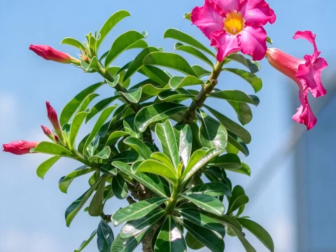 植物知识科普 第39集：沙漠玫瑰：不生在沙漠，也不是玫瑰