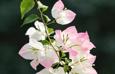 植物知识科普 第40集：三角梅：那三片“花瓣”，其实是叶子