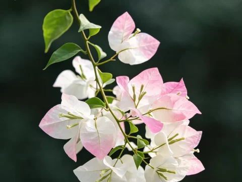 植物知识科普 第40集：三角梅：那三片“花瓣”，其实是叶子