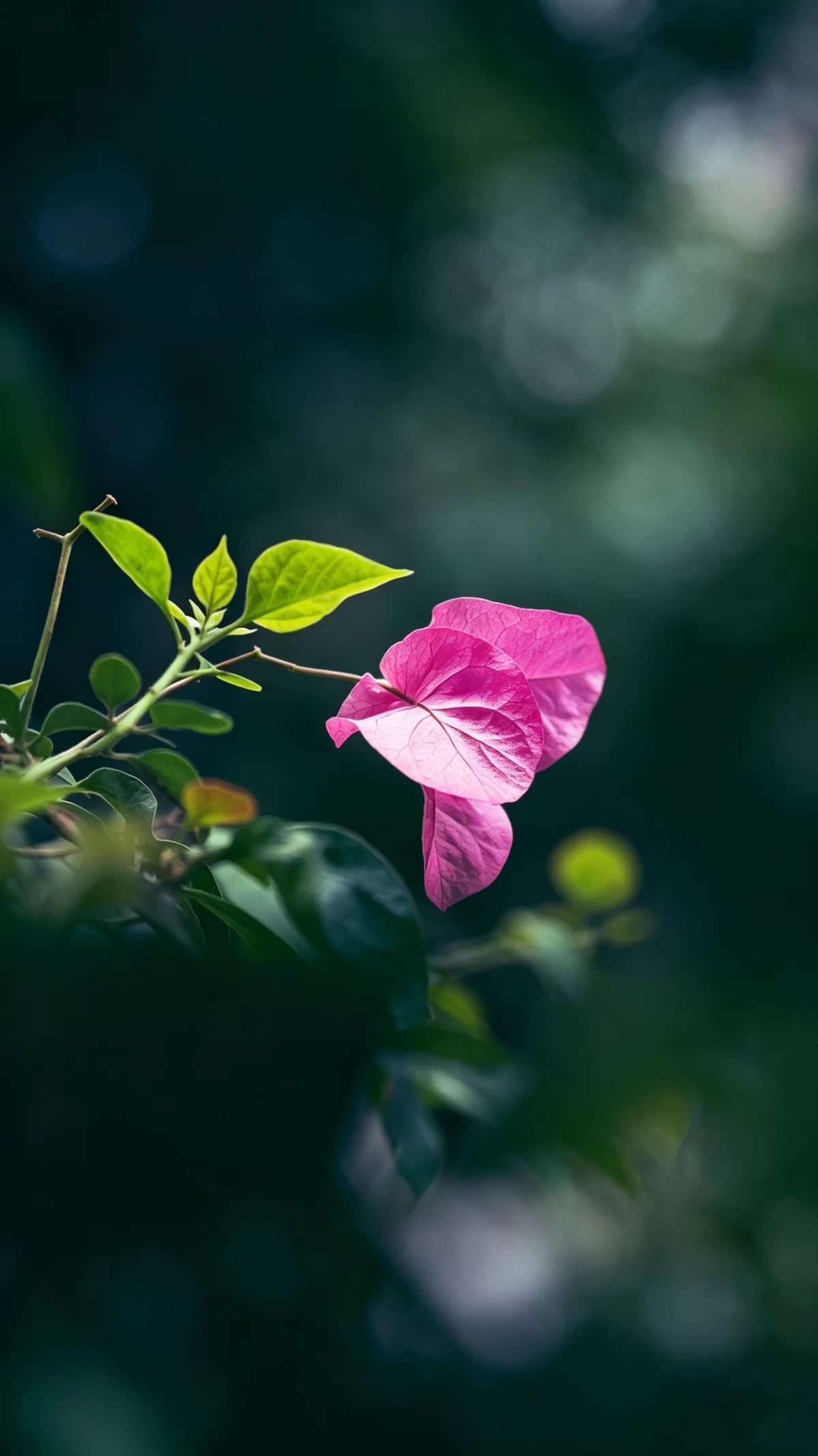 植物知识科普 第40集:三角梅:那三片“花瓣”,其实是叶子