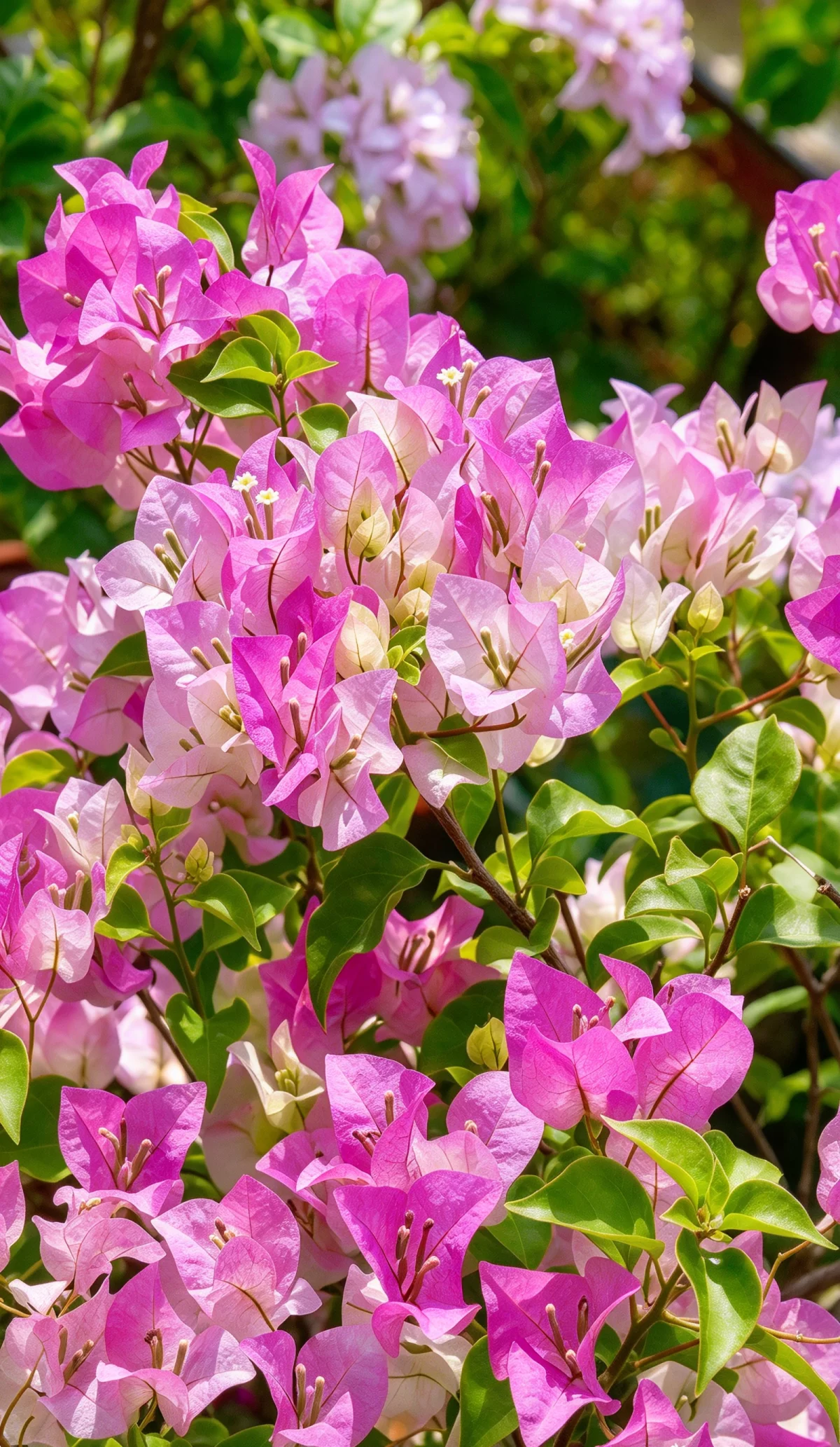 植物知识科普 第40集:三角梅:那三片“花瓣”,其实是叶子