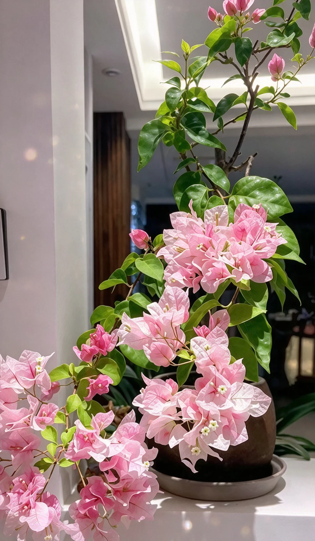 植物知识科普 第40集:三角梅:那三片“花瓣”,其实是叶子