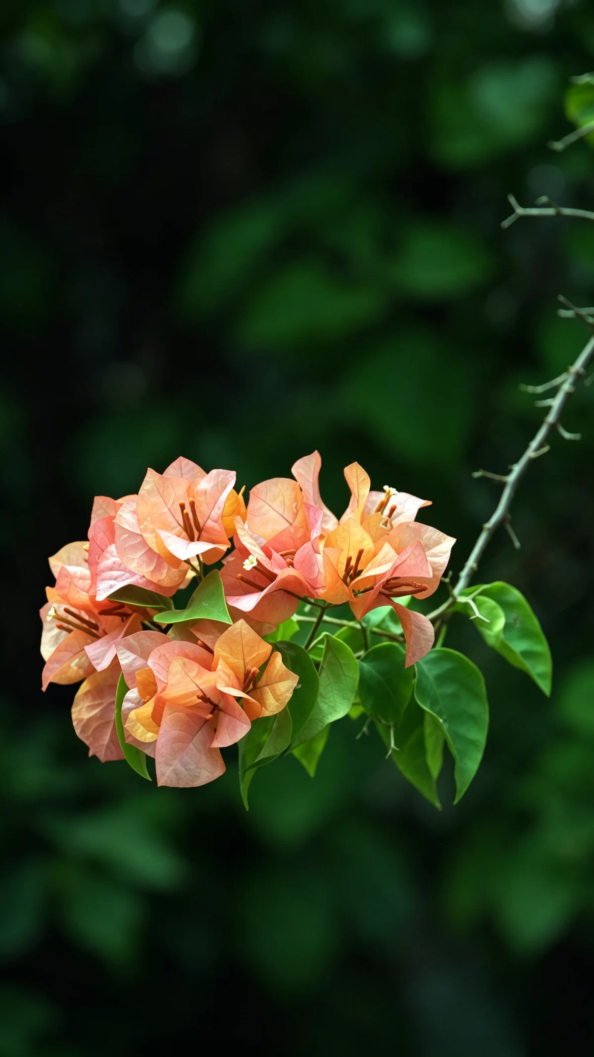 植物知识科普 第40集:三角梅:那三片“花瓣”,其实是叶子