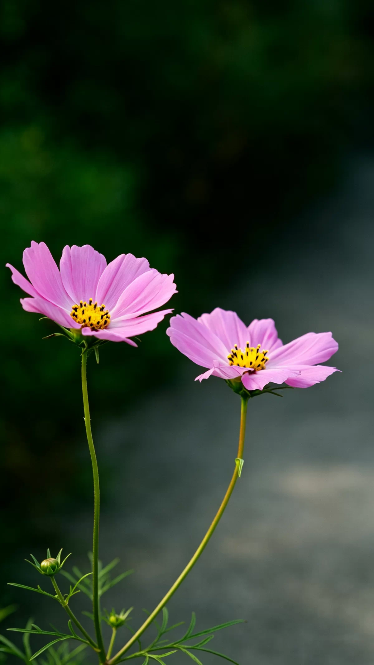 植物知识科普 第41集:秋英花:被叫乱的“格桑花”