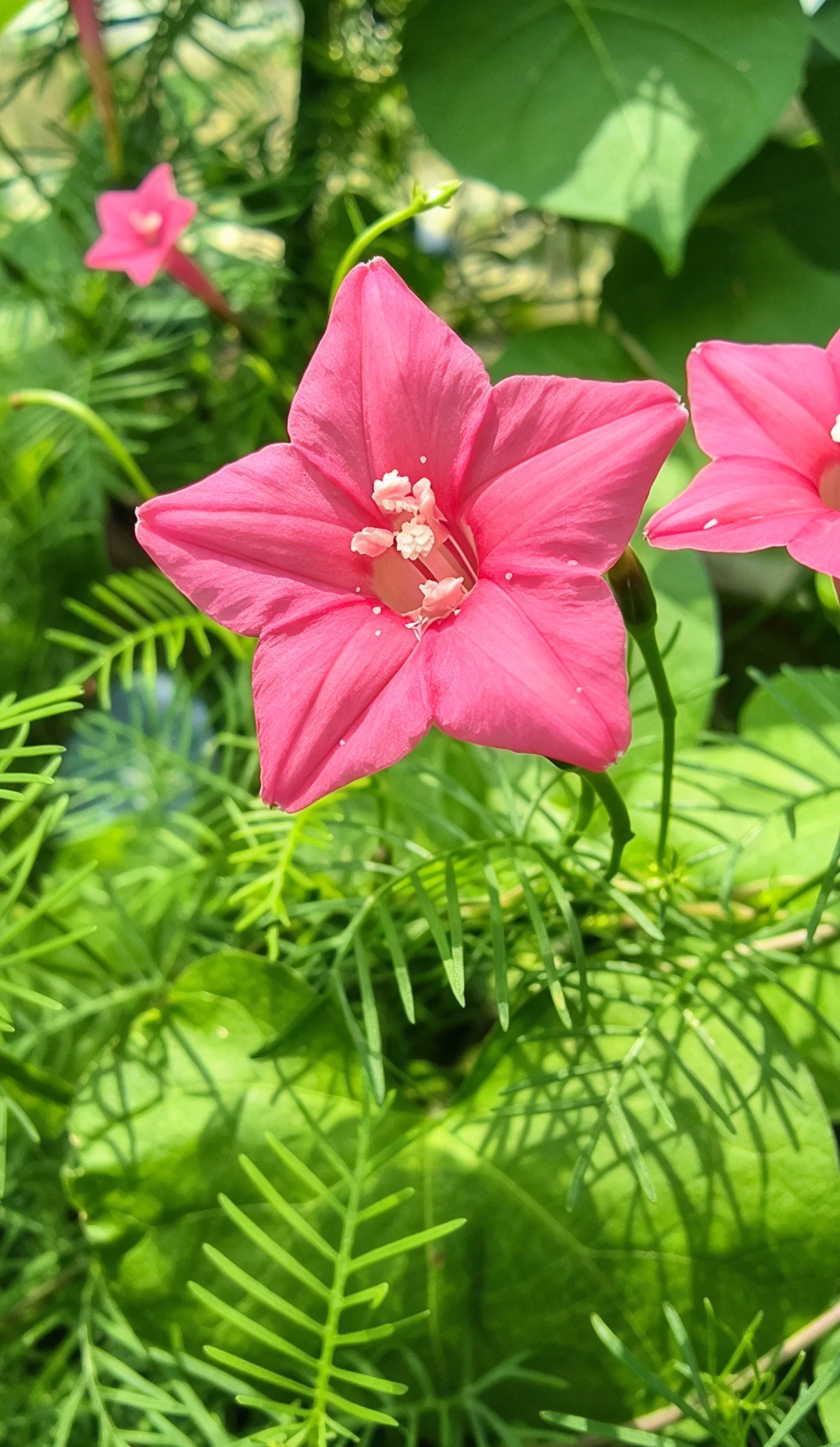 植物知识科普 第42集：茑萝：爬满墙的红色小星星