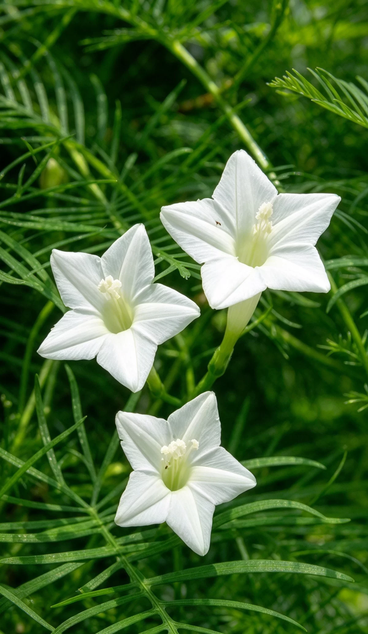 植物知识科普 第42集：茑萝：爬满墙的红色小星星