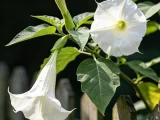 植物知识科普 第44集：曼陀罗：名字听着神圣，浑身都是毒