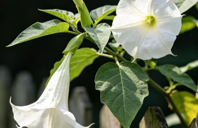 植物知识科普 第44集：曼陀罗：名字听着神圣，浑身都是毒