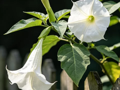 植物知识科普 第44集：曼陀罗：名字听着神圣，浑身都是毒