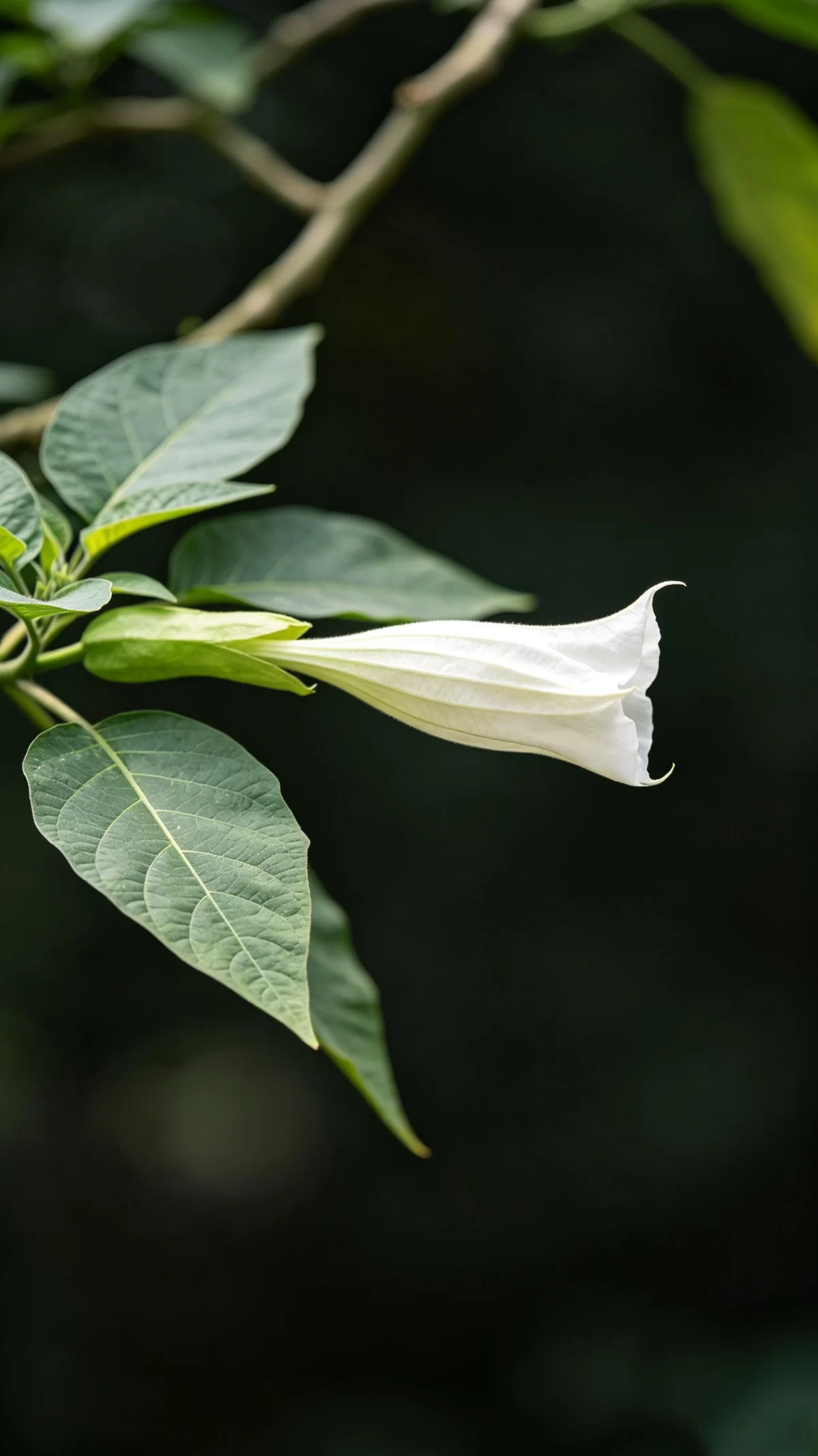 植物知识科普 第44集：曼陀罗：名字听着神圣，浑身都是毒