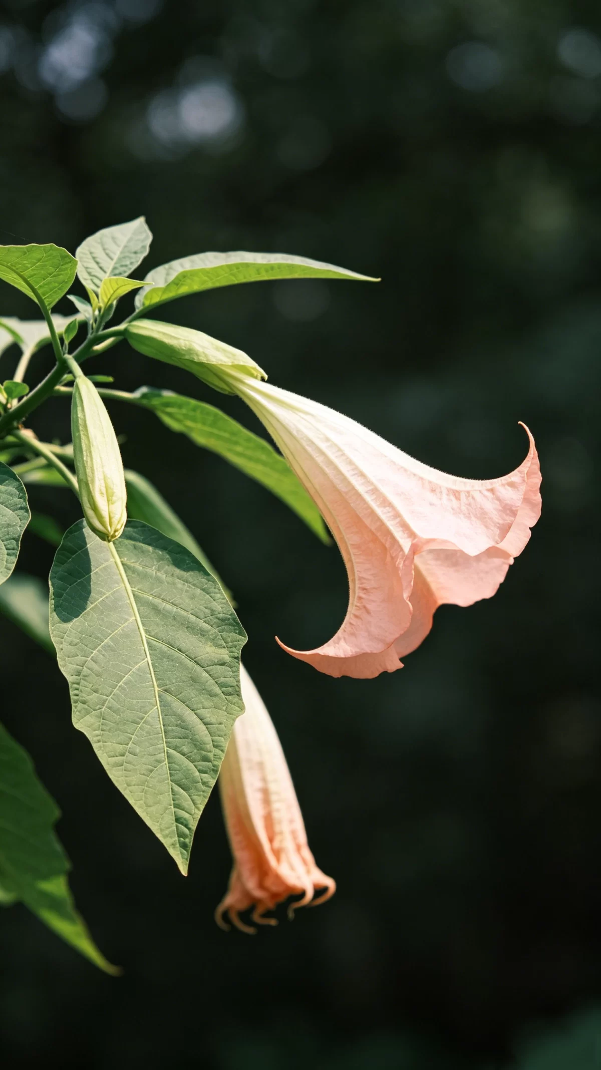 植物知识科普 第44集：曼陀罗：名字听着神圣，浑身都是毒