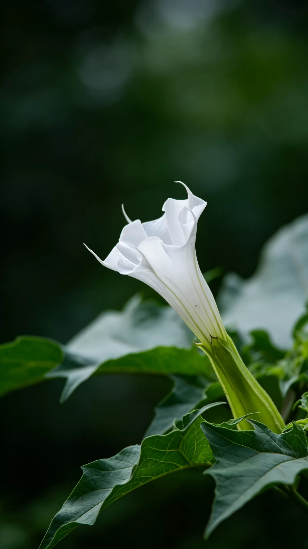 植物知识科普 第44集：曼陀罗：名字听着神圣，浑身都是毒