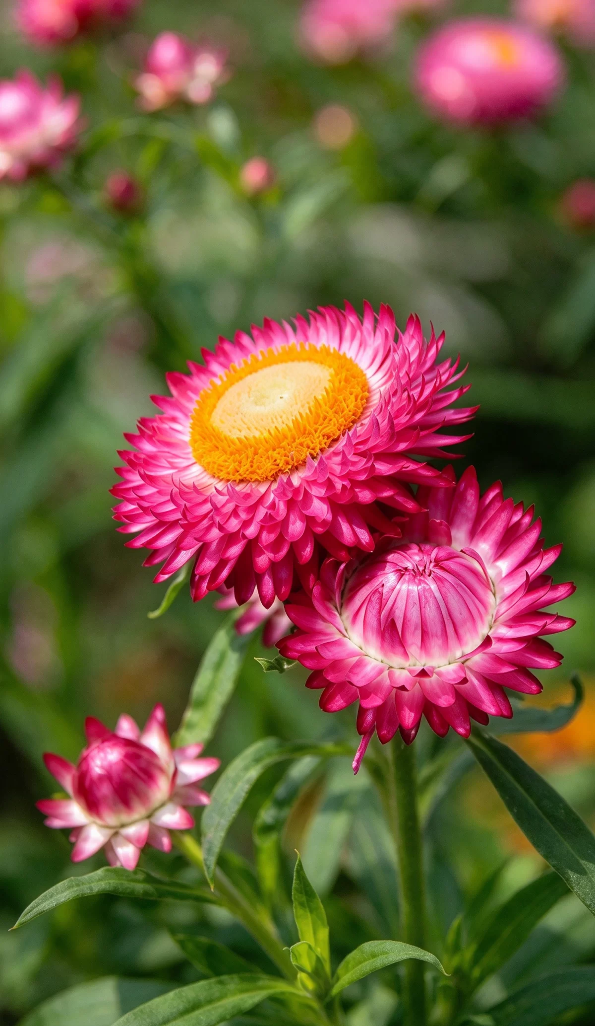 麦秆菊