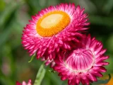 植物知识科普 第45集：麦秆菊：花片像麦秆，摘下来几年不凋