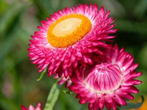 植物知识科普 第45集：麦秆菊：花片像麦秆，摘下来几年不凋
