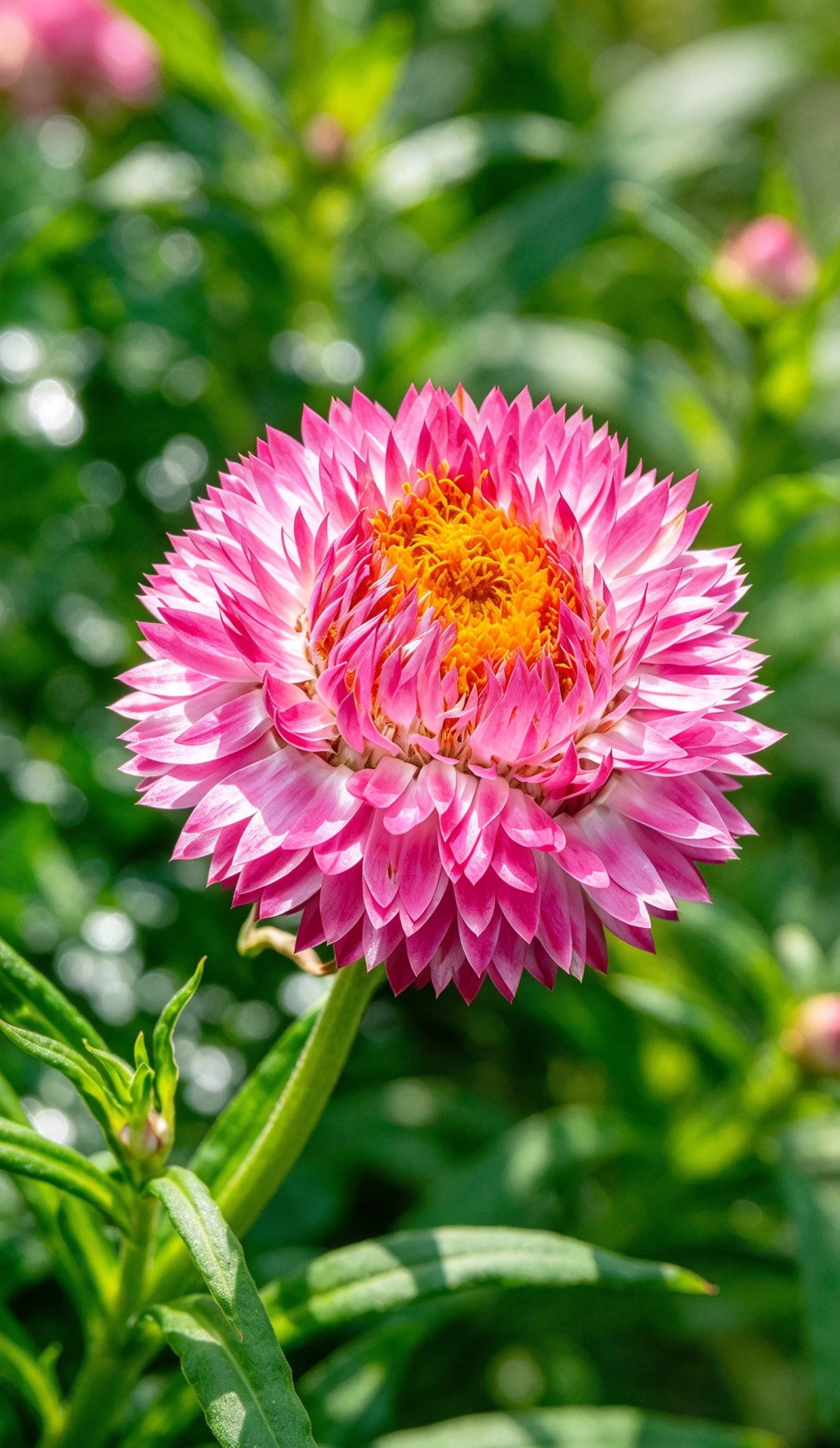 麦秆菊
