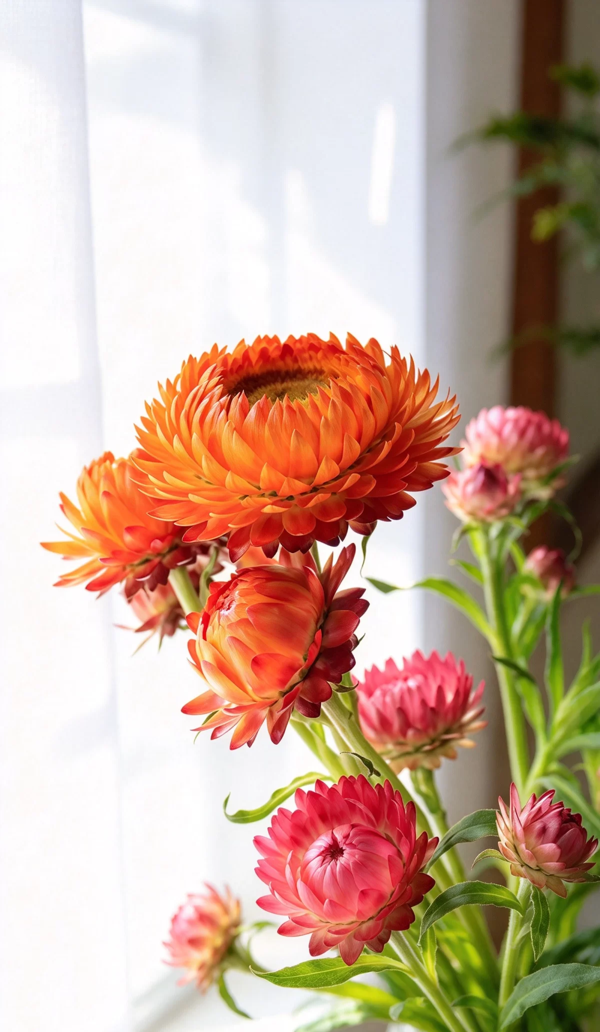 麦秆菊