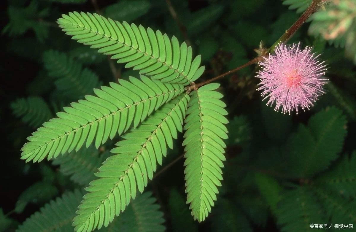 含羞草