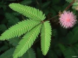 生活中常见的18种有毒植物