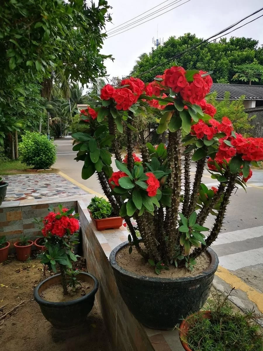虎刺梅