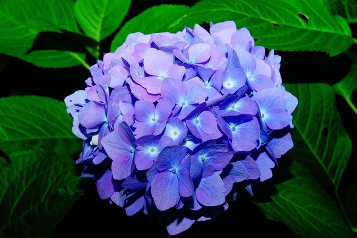 绣球花
