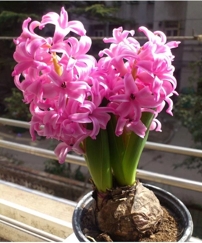 风信子