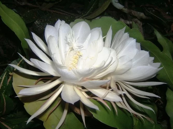 Kadupul花