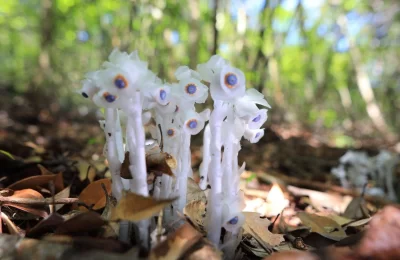 世界上稀有的十种花