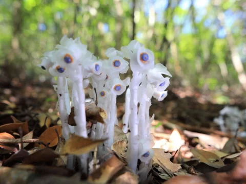 世界上稀有的十种花