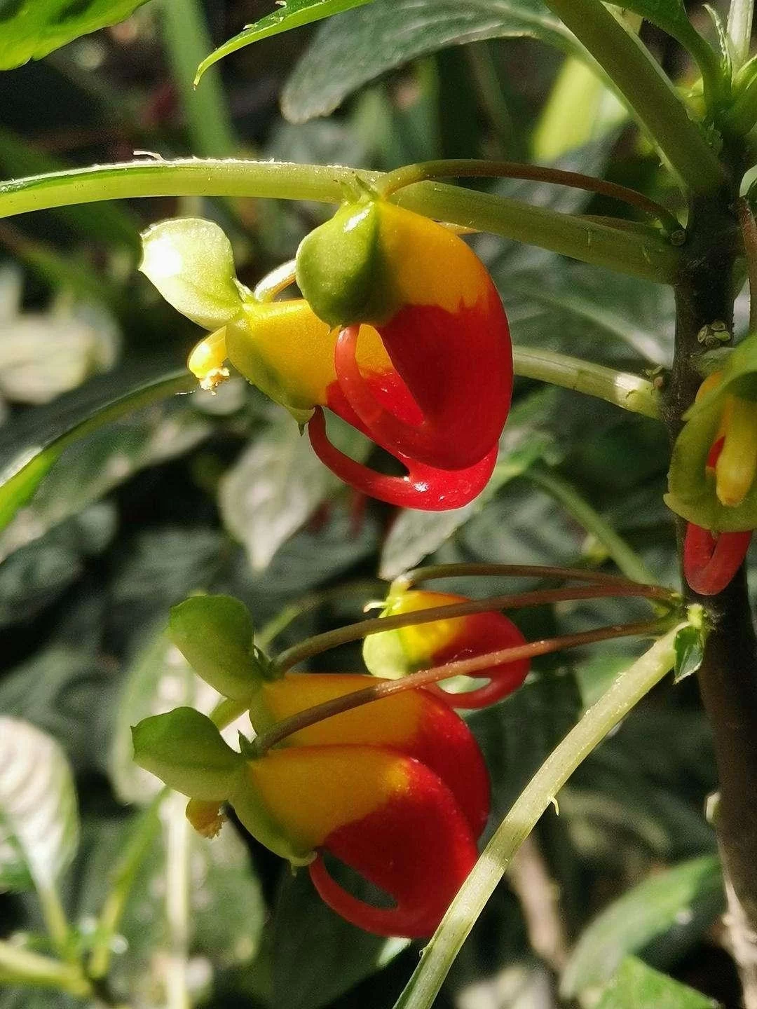鹦鹉嘴凤仙花