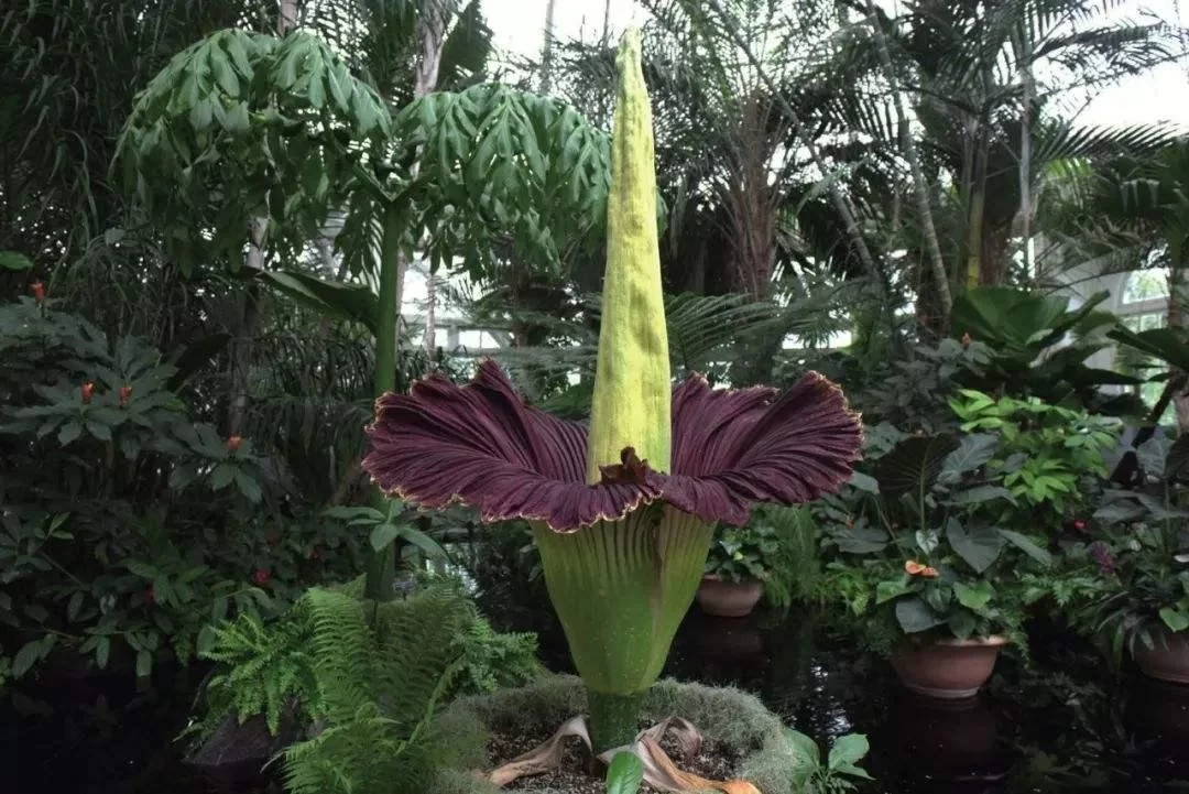 泰坦魔芋