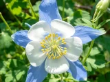 植物知识科普 第47集：耧斗菜：名字像农具，花开像精灵