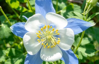 植物知识科普 第47集：耧斗菜：名字像农具，花开像精灵