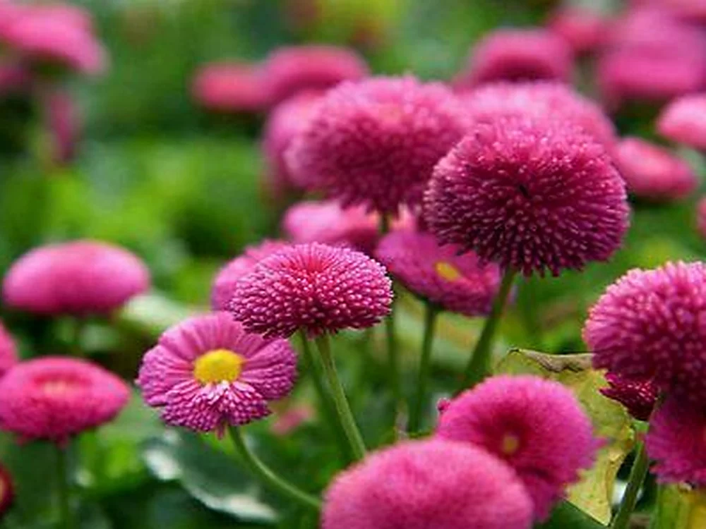 雏菊