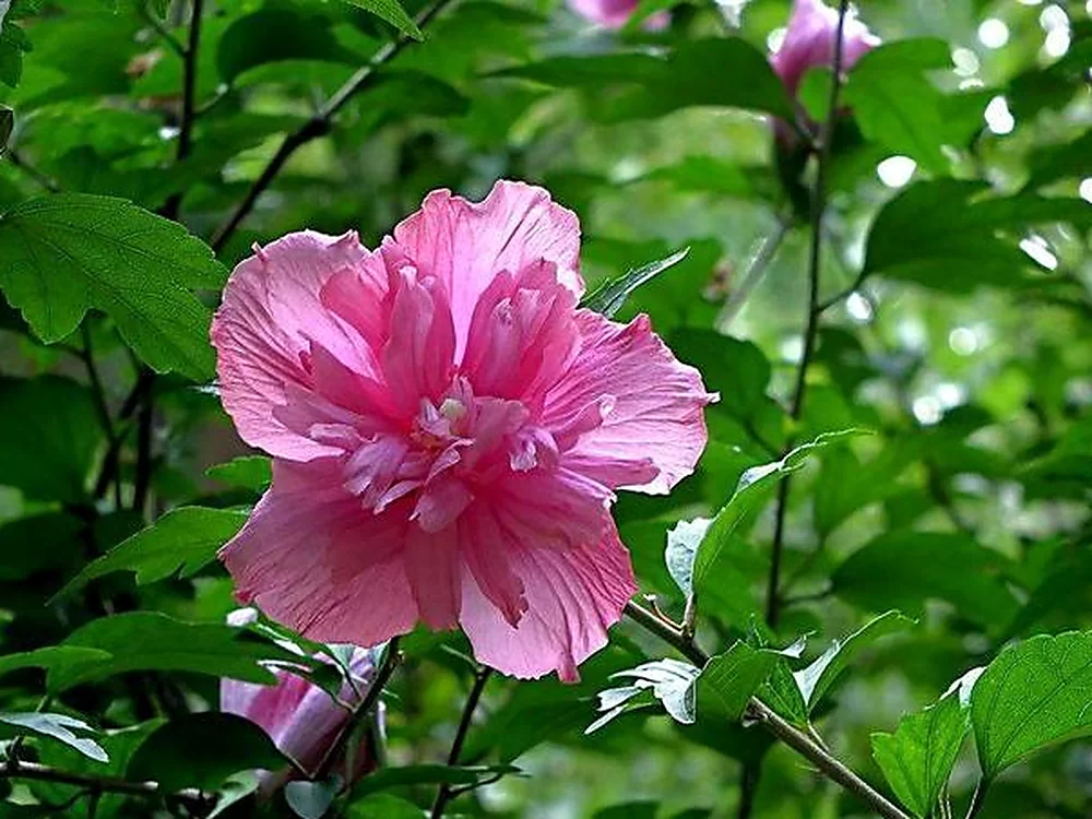 木槿花