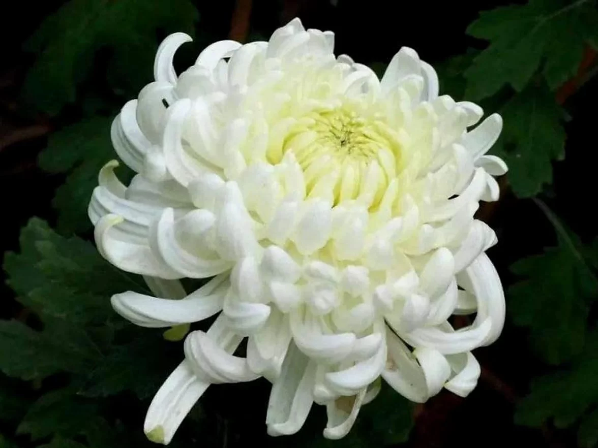 菊花