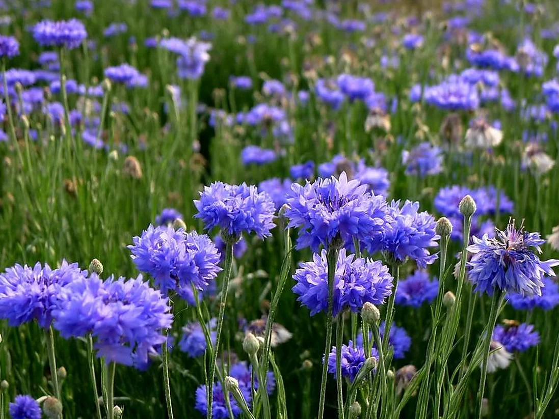 矢车菊