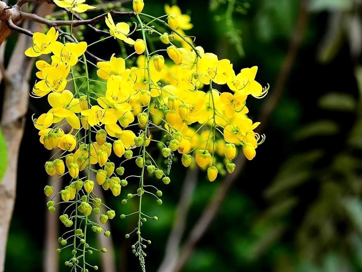 金链花