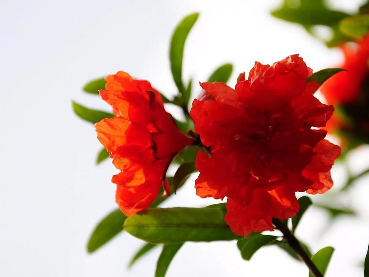 石榴花