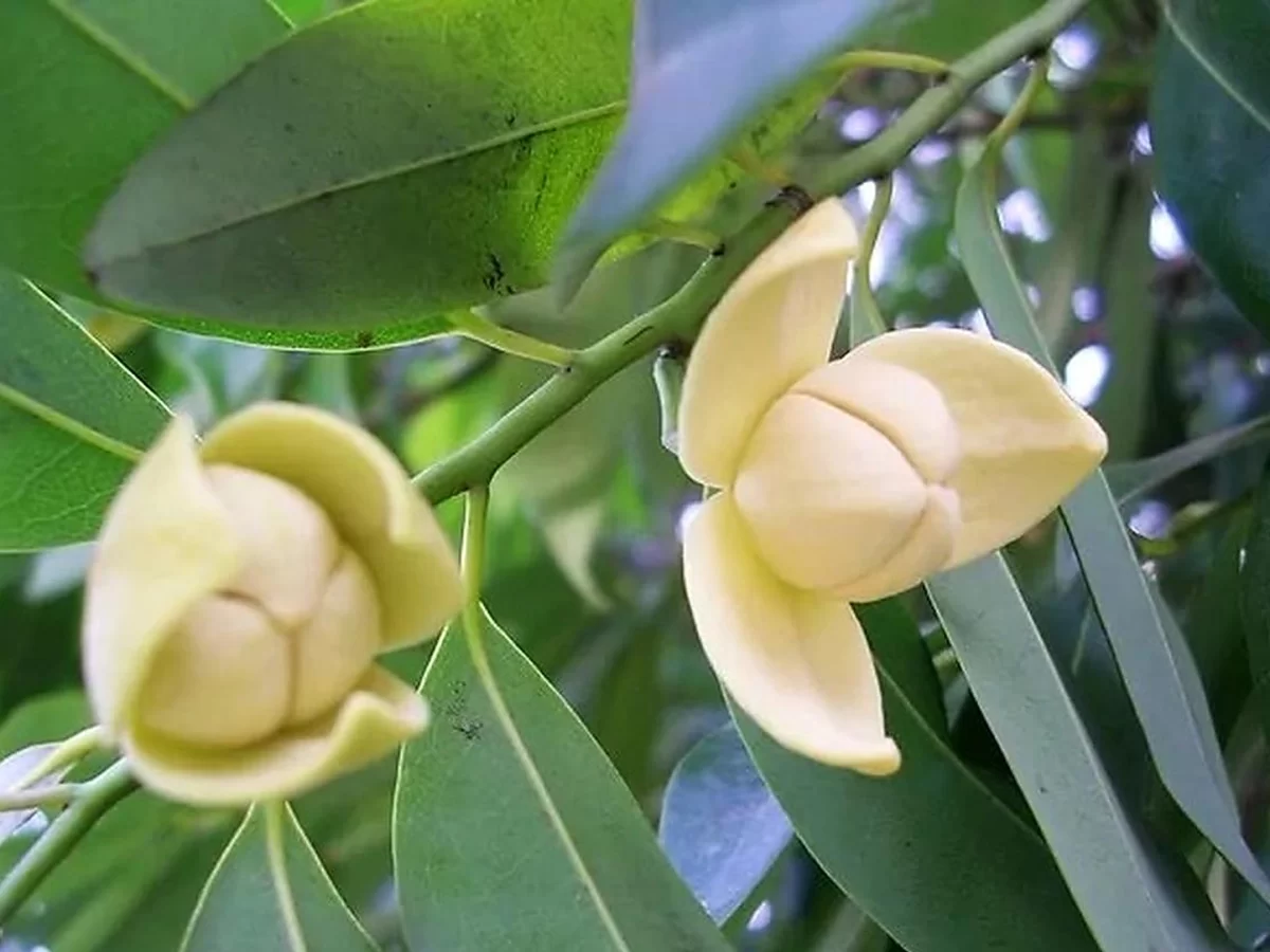 隆都花