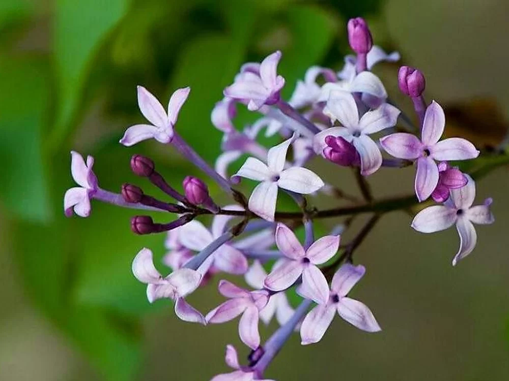 丁香花