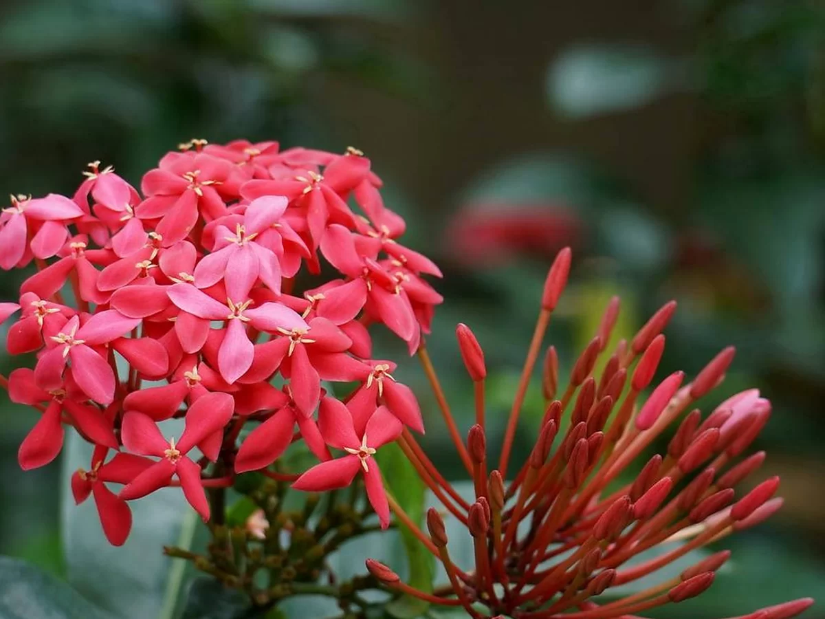 龙船花