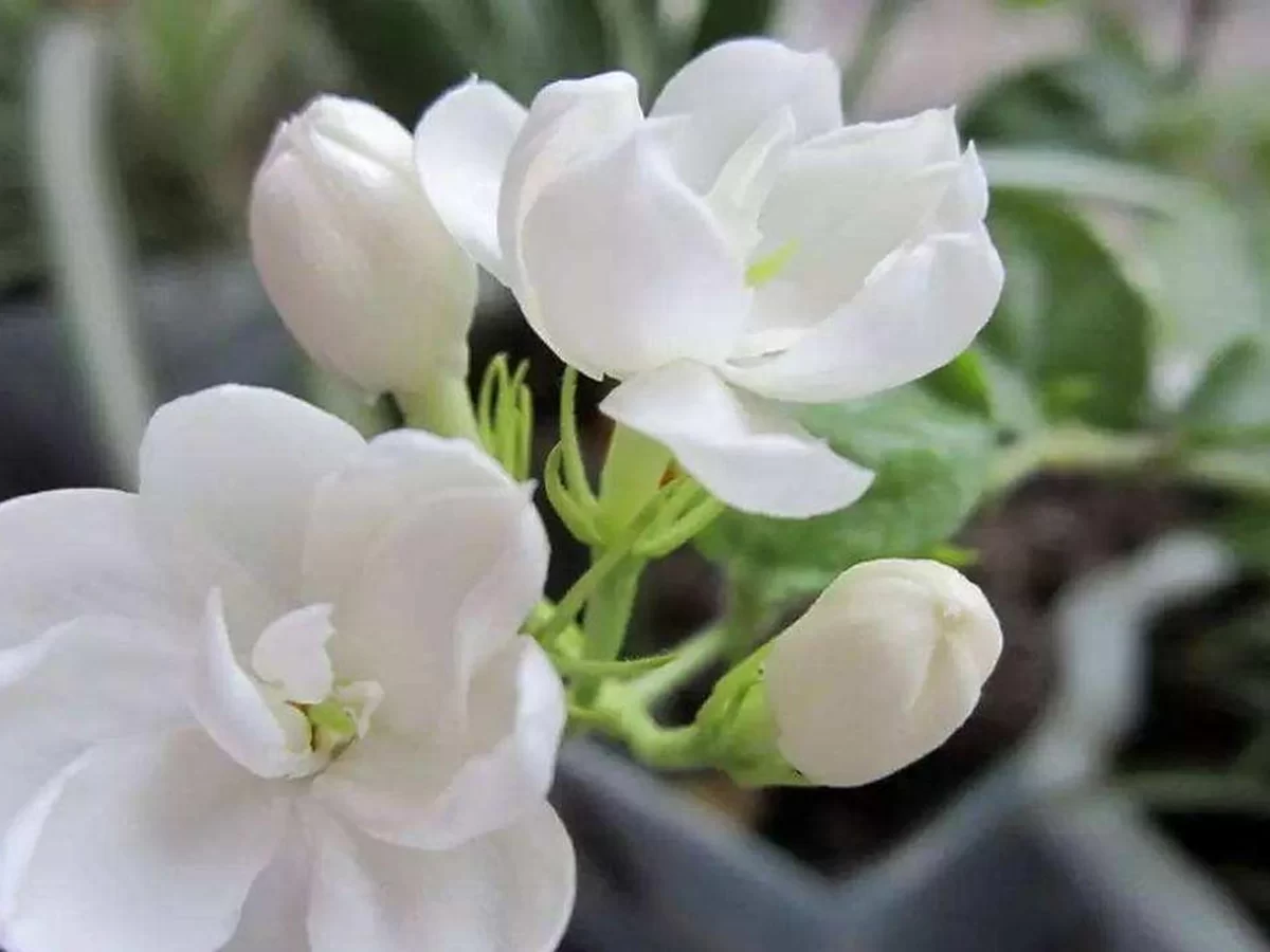 茉莉花