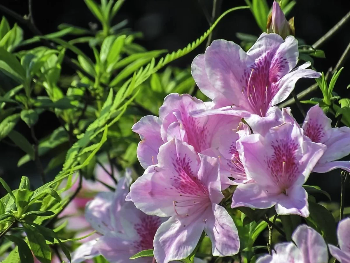 杜鹃花