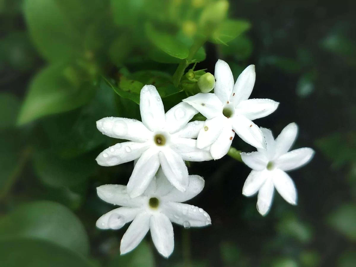 毛茉莉
