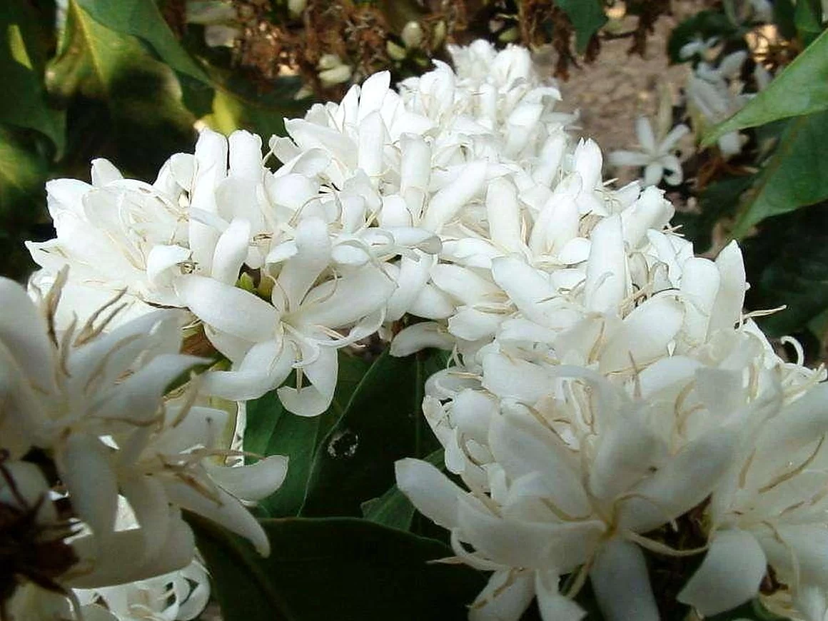 咖啡花
