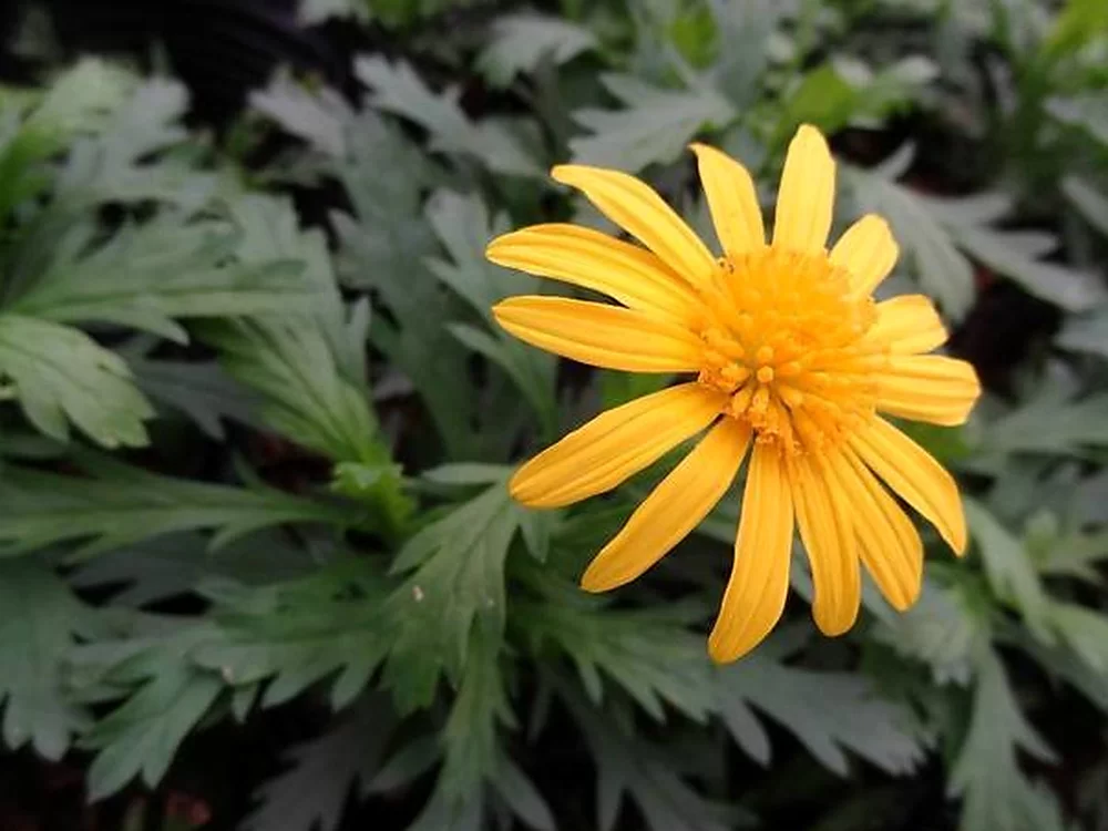 木春菊