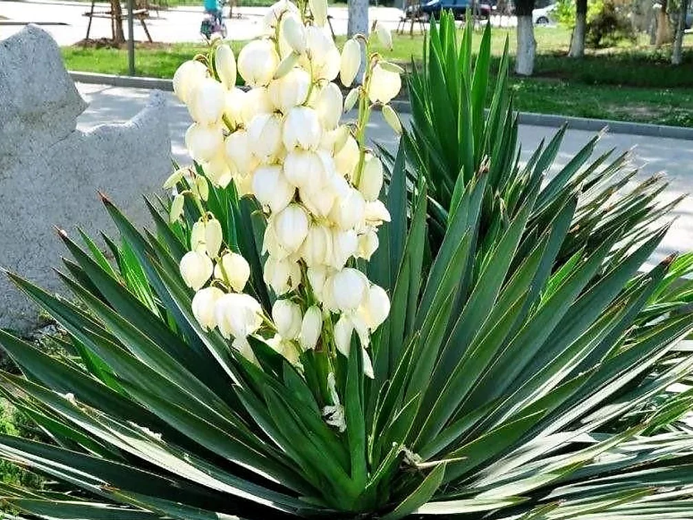 丝兰