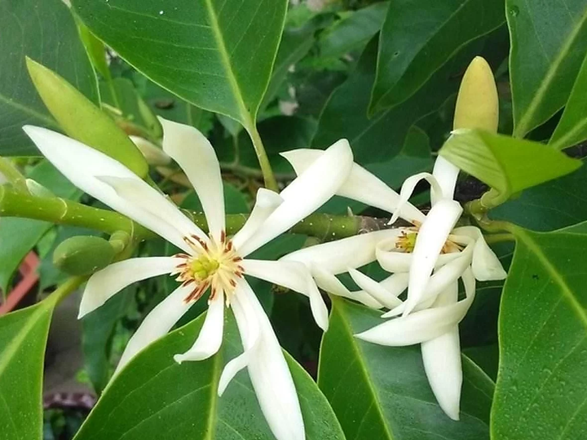 白兰花