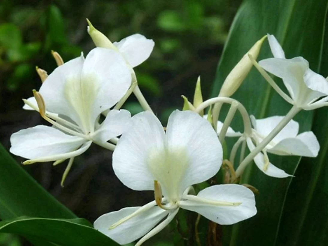 姜花